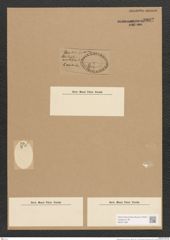 Diatomeae indet. (de-Toni-Nr.: Species 1261 ?) Zeichnungen Sammlung Grunow Nr. 3802 (NHMW-BOT-W0371480)